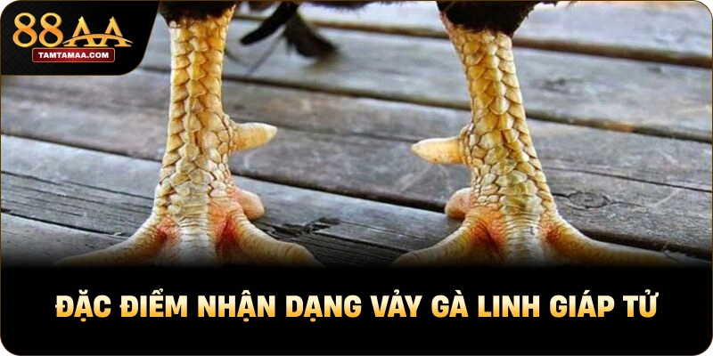 Đặc điểm nhận dạng vảy gà linh giáp tử